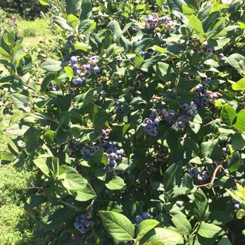 Berry Patch - Blueberries and play time - Bakeries Near Me - Cleveland, Missouri