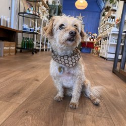 Replenish Marketplace - Shop dog!