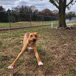 Rocky Top Pet Grooming & Boutique - Juneau enjoying outside time @RTK