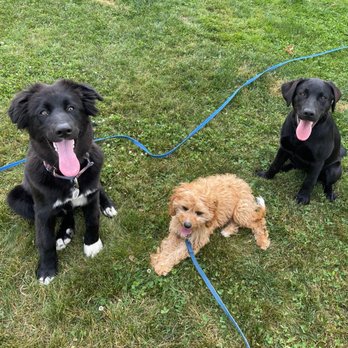 McWreath Dog Training - Pet Training Near Me McWreath Dog Training - Pet Training Near Me