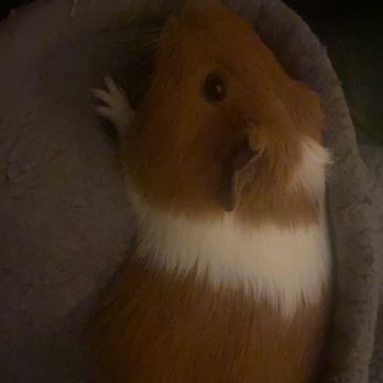 PetSmart - Shiitake - Pet Stores Near Me - Fullerton, California
