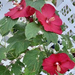 Hibiscus Dinner plate