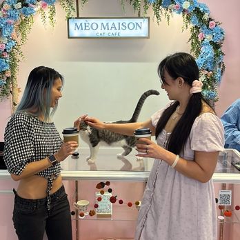 Meow Maison - Ford - Themed Cafes Near Me - Washington, DC, District of Columbia
