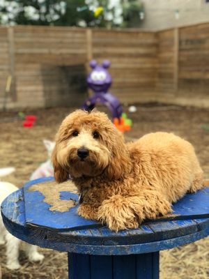 yale street dog house