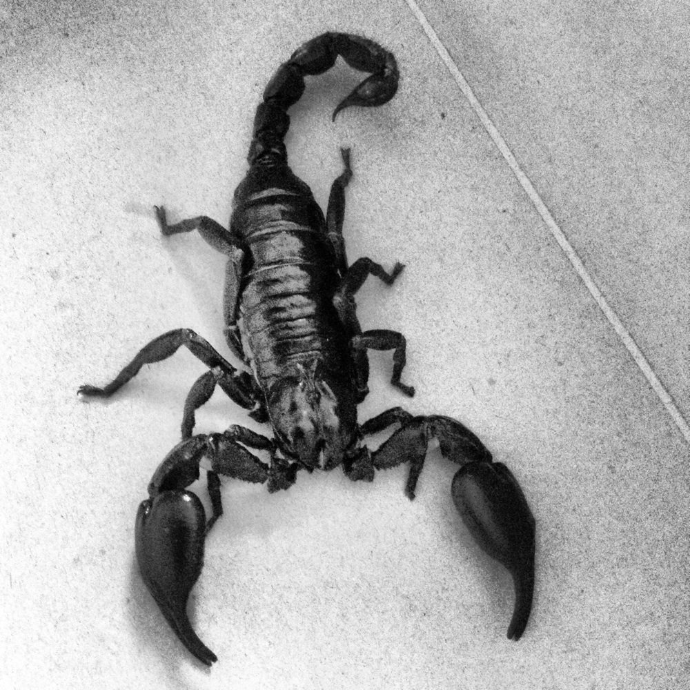 Pet Care - My emperor scorpion from them - Pet Stores Near Me - Los Angeles, California Pet Care - My emperor scorpion from them - Pet Stores Near Me - Los Angeles, California