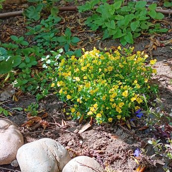 Hunter's Nursery - Bought just a couple weeks ago maybe 5 or 7 dollars - Nurseries & Gardening Near Me - Lemon Grove, California Hunter's Nursery - Bought just a couple weeks ago maybe 5 or 7 dollars - Nurseries & Gardening Near Me - Lemon Grove, California