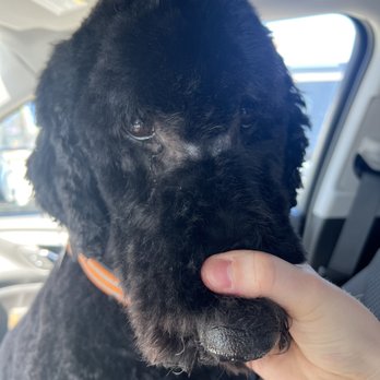 Petco - very disappointed, don't recommend Amy R. - Pet Groomers Near Me - Farmington, Michigan Petco - very disappointed, don't recommend Amy R. - Pet Groomers Near Me - Farmington, Michigan