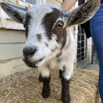 SoCalMiniPigs - Pet Breeders Near Me - Valley Center, California