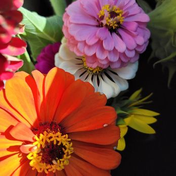 Amber Brooke Farms - Eustis - Pick Your Own Farms Near Me - Eustis, Florida
