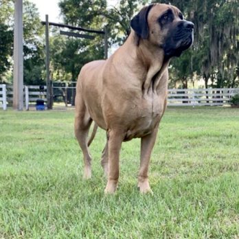 Honor Thy Pet - McClintock - Pet Services Near Me - Tampa, Florida