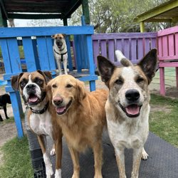 Melissa's Pet Services - Happy pups