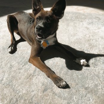 TRUSTY PAWS LA - Photo update of my pup - Pet Sitting Near Me TRUSTY PAWS LA - Photo update of my pup - Pet Sitting Near Me
