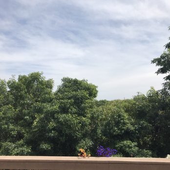 Inexpensive Tree Services - No view! - Tree Services Near Me - Los Angeles, California