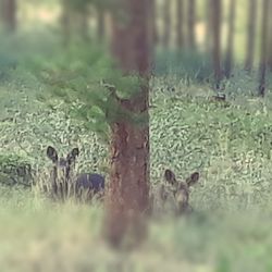 Pole Creek Golf Club - Momma Moose has 2 newborns in the neighborhood. Careful " driving"