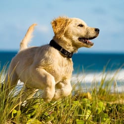 vca animal hospital federal way