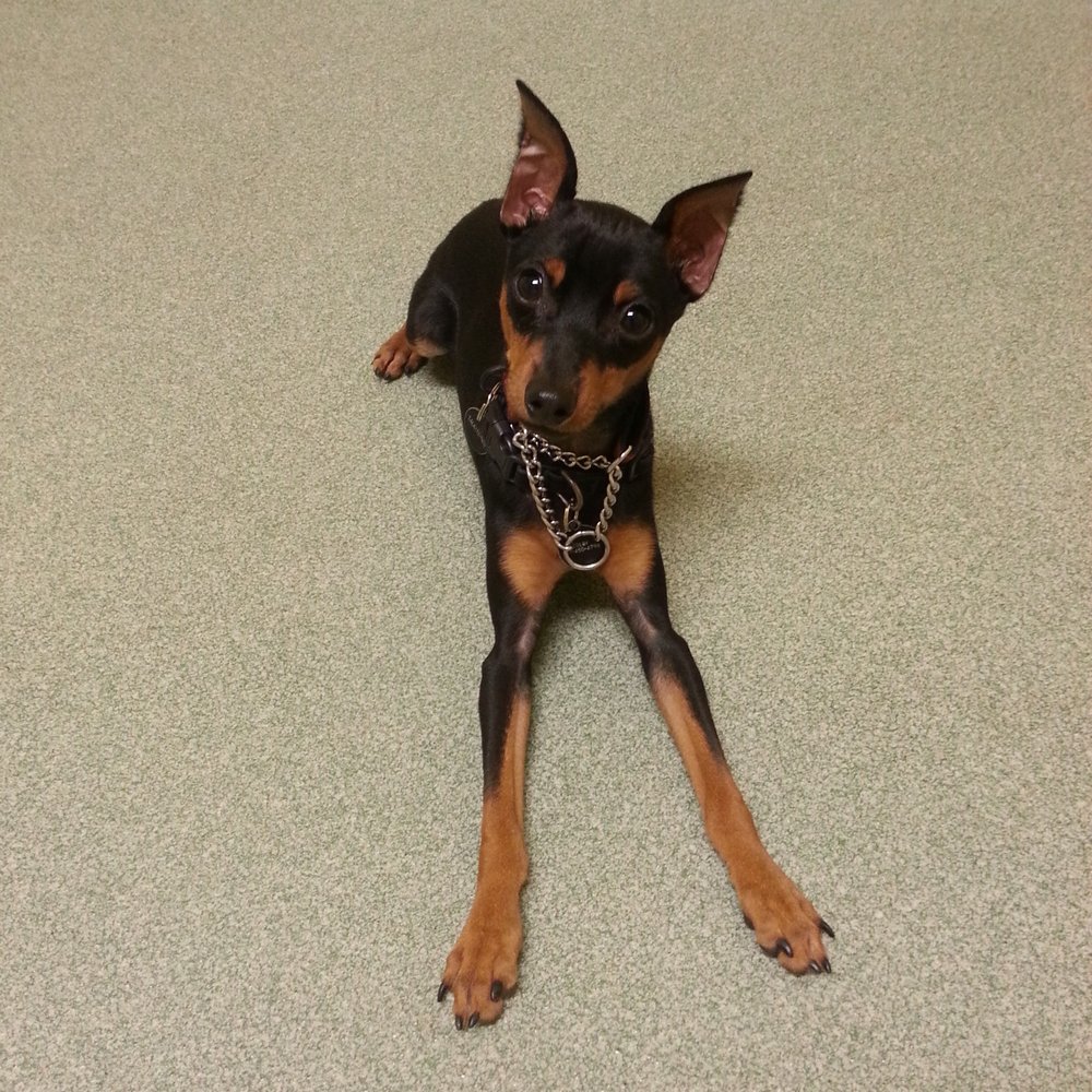 Cagefree K-9 Camp - Colby the wonder puppy learned a lot from the staff and has improved 100% - Pet Sitting Near Me - Los Angeles, California Cagefree K-9 Camp - Colby the wonder puppy learned a lot from the staff and has improved 100% - Pet Sitting Near Me - Los Angeles, California