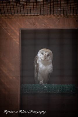 Cascades Raptor Center by null