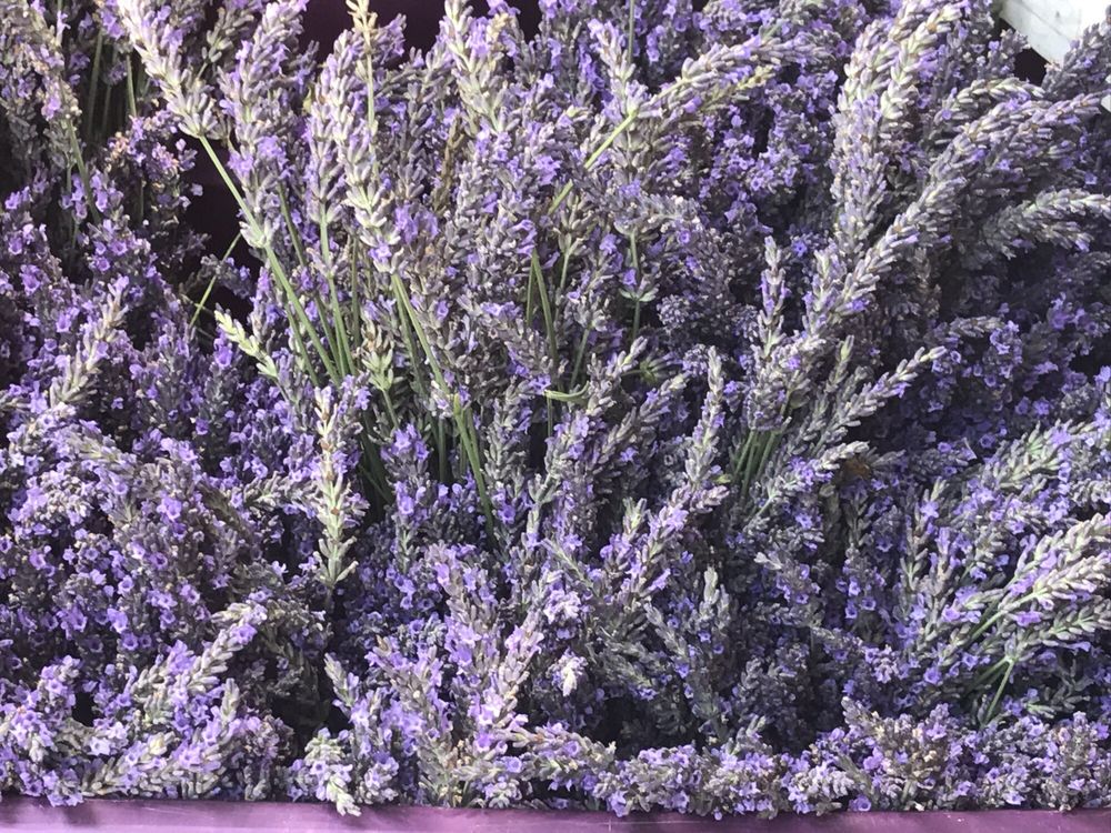 OJAI VALLEY LAVENDER FESTIVAL - 57 Photos & 16 Reviews UPDATED