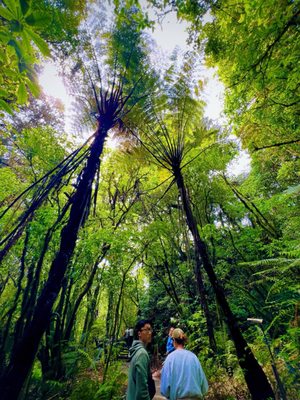 Waitomo Glowworm Caves by null