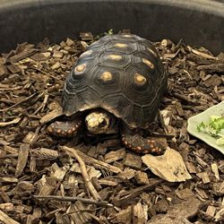 Stokoe Farms - Petting zoo - turtle