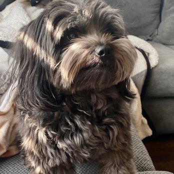 Wiggle Waggles Doggie Daycare - Before - Pet Sitting Near Me - Syracuse, New York Wiggle Waggles Doggie Daycare - Before - Pet Sitting Near Me - Syracuse, New York