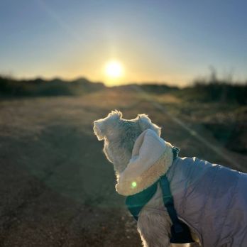 Hope Veterinary Care - Sunrise Catcher :) @house.of.bruce. - Veterinarians Near Me - Huntington Beach, California