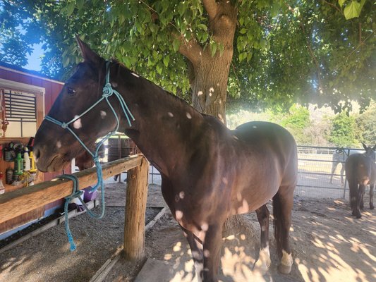 Blossom Peak Ranch by null