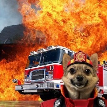 PawsVIP - Wolfie is hot lol fireman! ‍ - Pet Groomers Near Me - Seattle, Washington