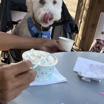 Frost Gelato - Dog approved! - Gelato Near Me - Tucson, Arizona