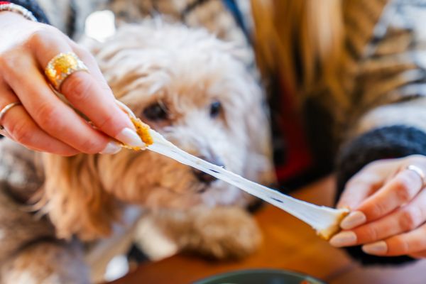 The Boozy Mutt by null