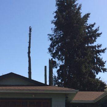 Tree Musketeers Tree Service - Skilled and meticulous work - amazing to witness! - Tree Services Near Me - Salem, Oregon Tree Musketeers Tree Service - Skilled and meticulous work - amazing to witness! - Tree Services Near Me - Salem, Oregon