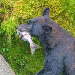 Alaska Vistas - Black bears, brown bears, cubs, eagles.