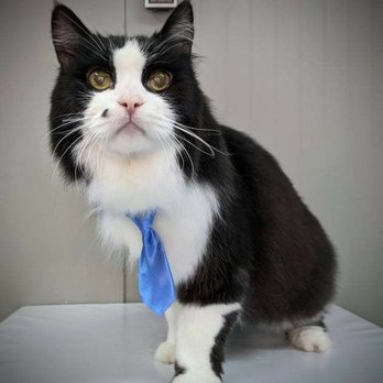 9 Lives Holistic - Final photo- more on their FB page including before, during, and after grooming!! - Pet Groomers Near Me - Fredonia, New York 9 Lives Holistic - Final photo- more on their FB page including before, during, and after grooming!! - Pet Groomers Near Me - Fredonia, New York