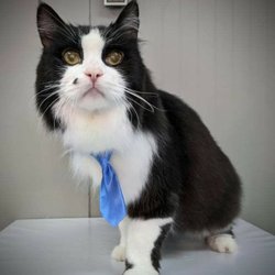 9 Lives Holistic - Final photo- more on their FB page including before, during, and after grooming!!