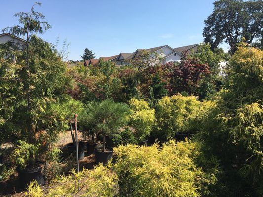 Wild Thyme Nursery, 4416 S 74th St, Tacoma, WA 98409, US