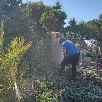 TC Environmental Service - Eucalyptus stump before Tom cut it down - Tree Services Near Me - San Diego, California