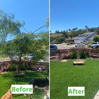 All Access Tree Care - Tipu tree (super cute but very invasive roots so it had to go) - Tree Services Near Me - El Cajon, California All Access Tree Care - Tipu tree (super cute but very invasive roots so it had to go) - Tree Services Near Me - El Cajon, California