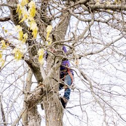 Atlantic Tree Service