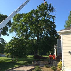 Mountain Arborists Tree Service