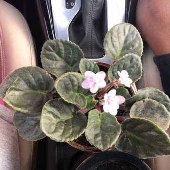 Cactus Flower Florists - Florists Near Me - Chandler, Arizona Cactus Flower Florists - Florists Near Me - Chandler, Arizona