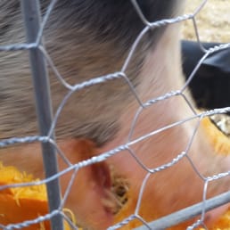 This was so fun, lots of pumpkins to take pictures of and stuff for kids to do. Best of all its FREE!!!! Awesome