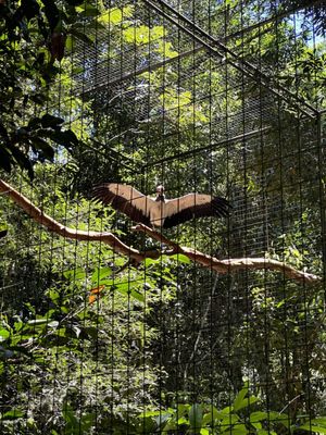 Parque das Aves by null