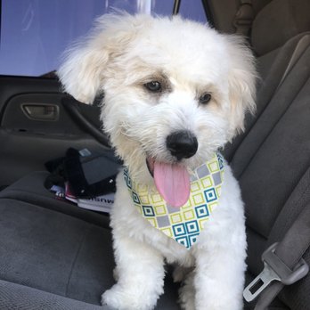 Doggie In The Window - Pet Groomers Near Me - Las Vegas, Nevada