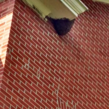 Save The Bees Rescue - Bees in Fort Leavenworth. - Pest Control Near Me Save The Bees Rescue - Bees in Fort Leavenworth. - Pest Control Near Me