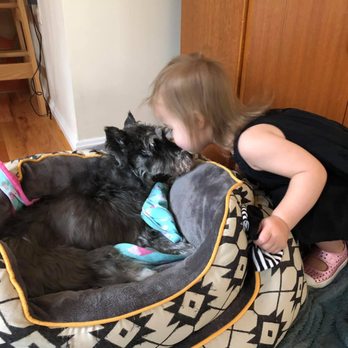 Lap Of Love Veterinary Hospice And In Home Euthanasia 23 Photos 75 Reviews Veterinarians Fairfax Va Phone Number Yelp