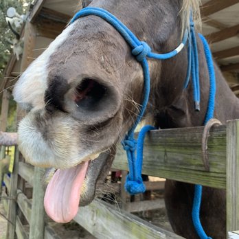 Cactus Jack's Trail Rides - Horseback Riding Near Me - Ocala, Florida