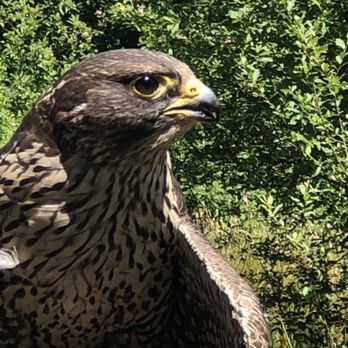 Pacific Northwest Raptors - Active Life Near Me - Duncan, British Columbia
