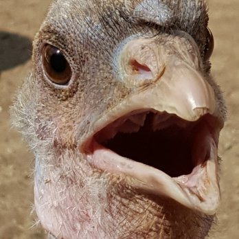 Farm Sanctuary - Animal Shelters Near Me - Acton, California Farm Sanctuary - Animal Shelters Near Me - Acton, California
