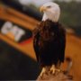 Eagle & Son Septic Service
