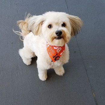 Doggielicious Mobile Spa - Pet Groomers Near Me - Colton, California Doggielicious Mobile Spa - Pet Groomers Near Me - Colton, California